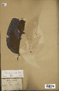 spécimen de Dipterocarpus alatus