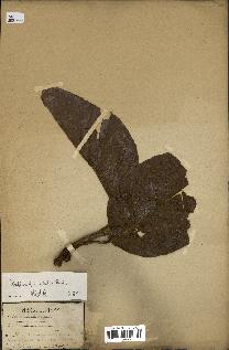 spécimen de Dipterocarpus alatus