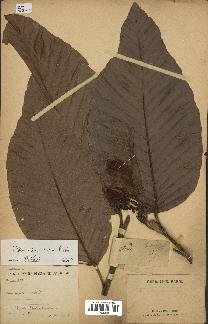 spécimen de Dipterocarpus alatus