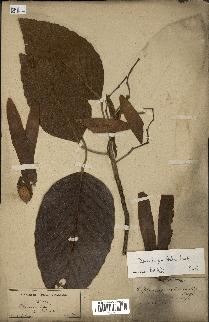 spécimen de Dipterocarpus alatus