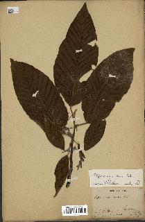 spécimen de Dipterocarpus alatus