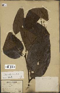 spécimen de Dipterocarpus alatus