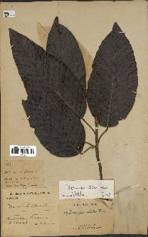 spécimen de Dipterocarpus alatus