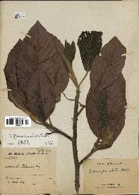 spécimen de Dipterocarpus alatus