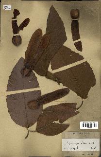spécimen de Dipterocarpus alatus