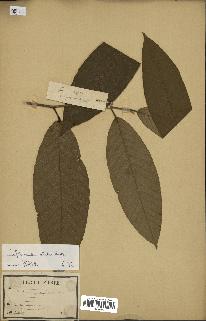 spécimen de Dipterocarpus alatus