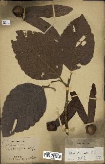 spécimen de Dipterocarpus alatus