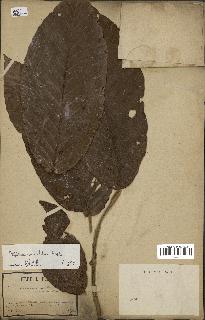 spécimen de Dipterocarpus alatus