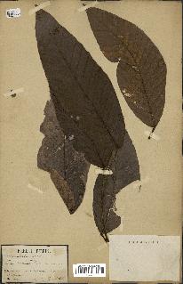 spécimen de Dipterocarpus alatus