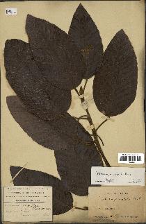 spécimen de Dipterocarpus alatus