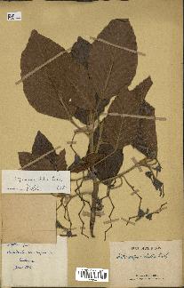 spécimen de Dipterocarpus alatus