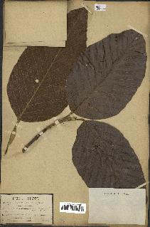 spécimen de Dipterocarpus alatus