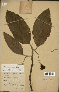 spécimen de Dipterocarpus alatus