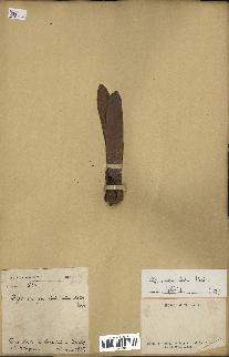 spécimen de Dipterocarpus alatus