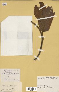 spécimen de Dipterocarpus alatus