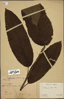 spécimen de Dipterocarpus alatus