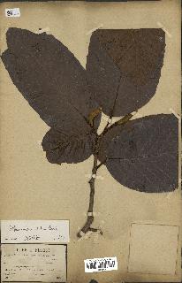 spécimen de Dipterocarpus alatus