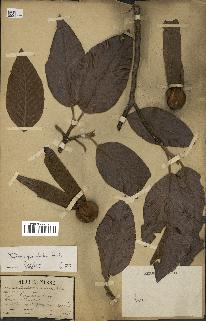spécimen de Dipterocarpus alatus