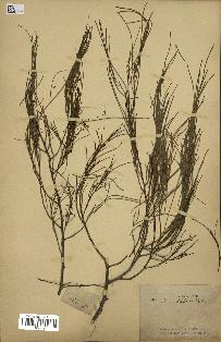 spécimen de Maerua filiformis