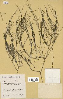 spécimen de Maerua filiformis