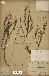 spécimen de Maerua filiformis