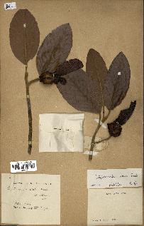 spécimen de Dipterocarpus alatus