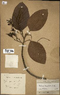 spécimen de Dipterocarpus alatus