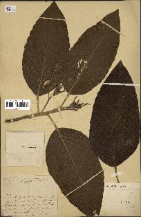 spécimen de Dipterocarpus alatus