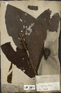 spécimen de Dipterocarpus dyeri