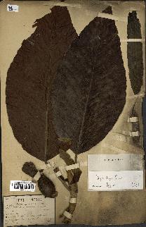 spécimen de Dipterocarpus dyeri