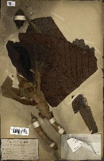 spécimen de Dipterocarpus dyeri