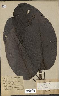 spécimen de Dipterocarpus dyeri