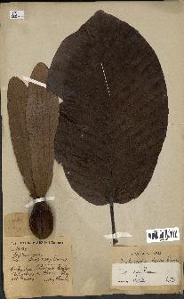 spécimen de Dipterocarpus dyeri