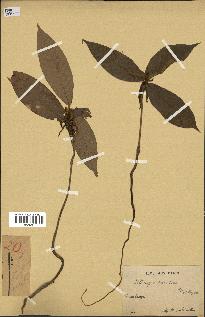 spécimen de Dipterocarpus dyeri