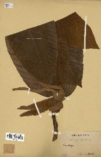 spécimen de Dipterocarpus dyeri