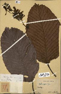 spécimen de Dipterocarpus dyeri