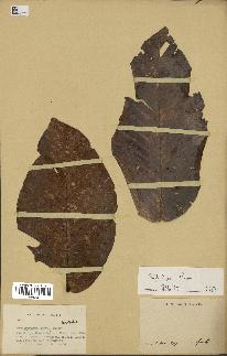 spécimen de Dipterocarpus dyeri