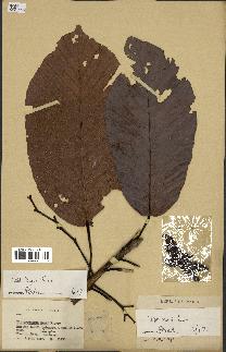 spécimen de Dipterocarpus dyeri
