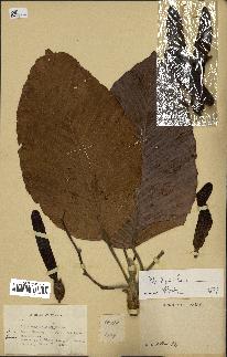 spécimen de Dipterocarpus dyeri