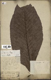 spécimen de Dipterocarpus dyeri