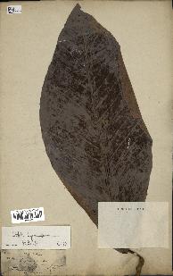 spécimen de Dipterocarpus dyeri