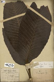 spécimen de Dipterocarpus dyeri