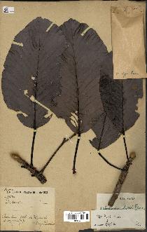 spécimen de Dipterocarpus dyeri
