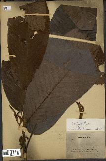 spécimen de Dipterocarpus dyeri