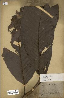 spécimen de Dipterocarpus dyeri