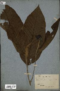 spécimen de Dipterocarpus dyeri