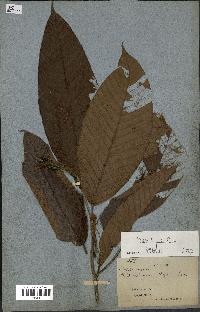 spécimen de Dipterocarpus dyeri