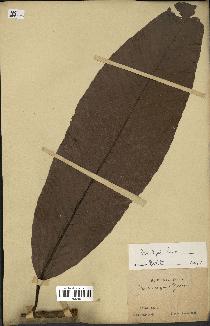 spécimen de Dipterocarpus dyeri