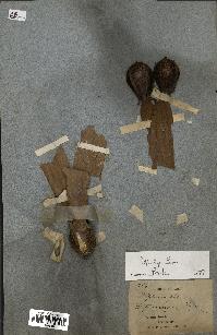 spécimen de Dipterocarpus dyeri