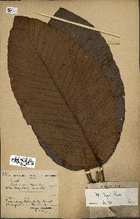 spécimen de Dipterocarpus dyeri